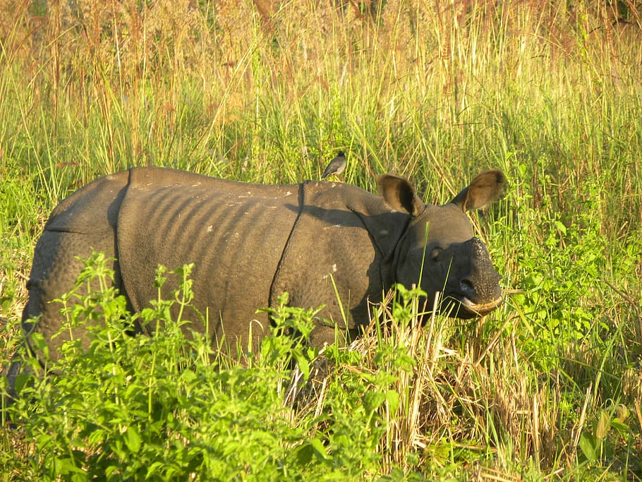 A Sub-Adult Male, Indian Rhino, manas national park, assam, animals in the wild