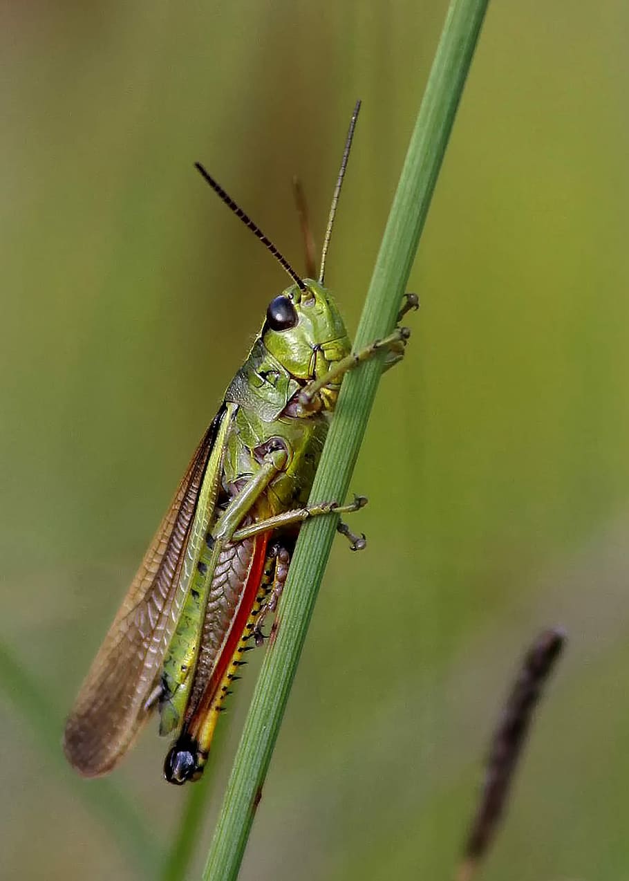 green grasshopper selective focus photography, nature, insect HD wallpaper
