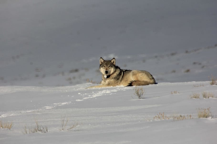 gray wolf sitting on the snow, predator, wildlife, nature, lupus HD wallpaper