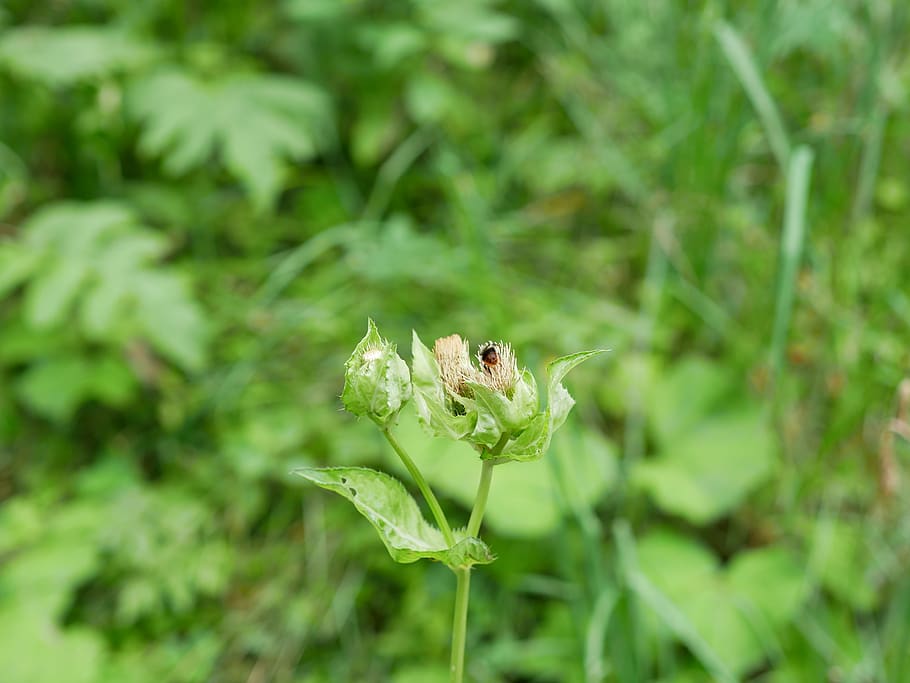 green, dry, flower, plant, growth, green color, animal, animals in the wild HD wallpaper
