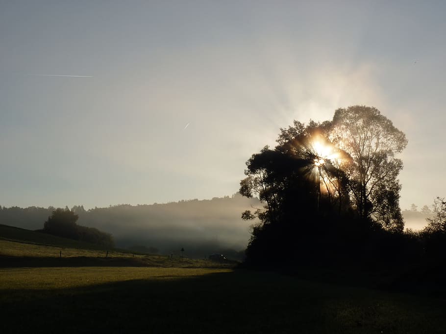 Sunrise, Shadow, Back Light, morgenstimmung, rays, tree, nature HD wallpaper