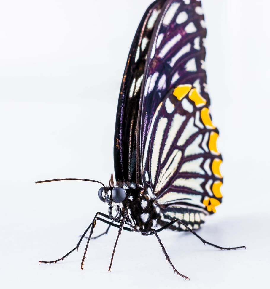 butterfly, insect, nature, butterfly - Insect, animal, animal Wing HD wallpaper