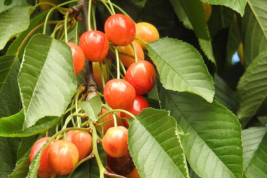 cherries, cherry tree, leaves, fruit, fruit tree, sweet cherry HD wallpaper