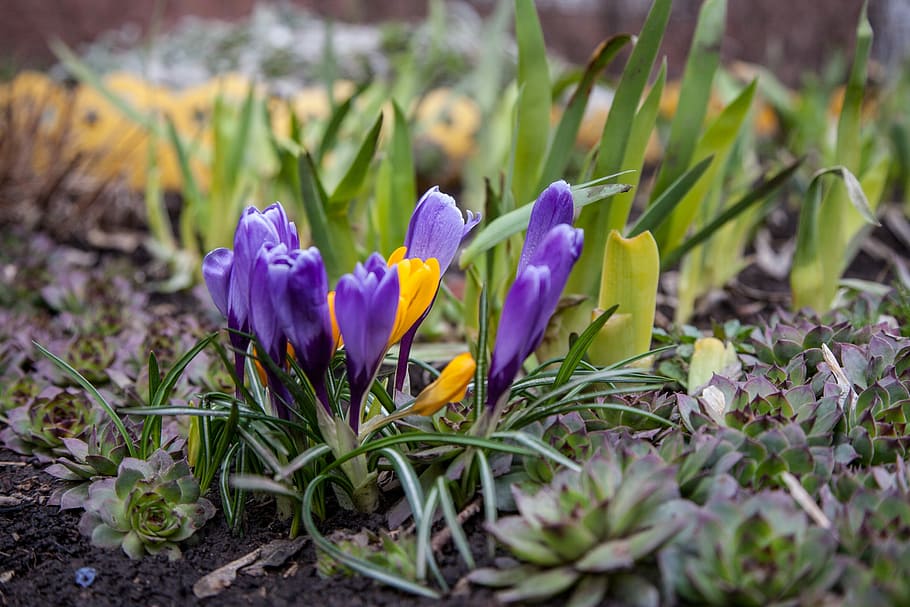 Flowers, Crocuses, Spring, Greens, purple, blue, yellow, nature HD wallpaper