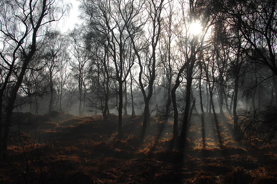 forest surrounded by fog during daytime, crepuscular light passing through bare trees HD wallpaper
