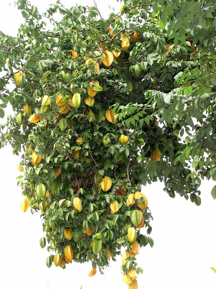 star fruit, tree, yellow, organic, nature, fresh, tropical HD wallpaper