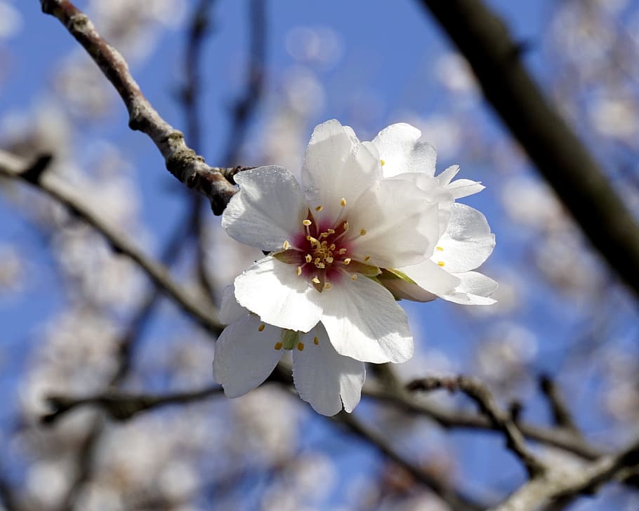 flower, almond tree, flowering, spring, almond tree nature, HD wallpaper