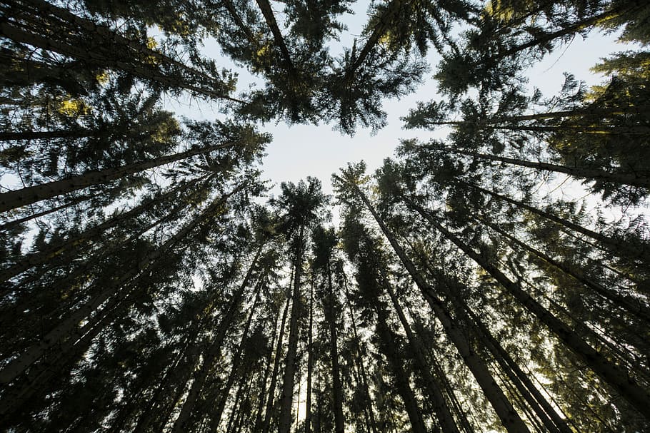 worm's eye view photography of green tropical trees, low-angle photography of green leafed tree HD wallpaper