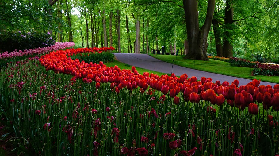 garden, netherlands, tulips, plant, flower, flowering plant HD wallpaper
