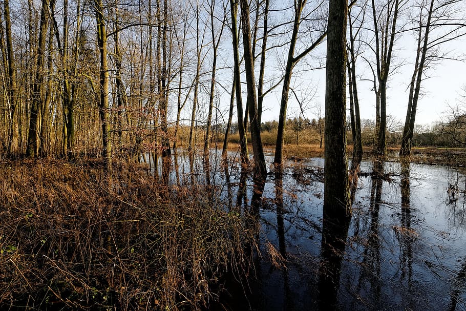 oste, low stuff, flood, river, nature, tree, waters, landscape HD wallpaper