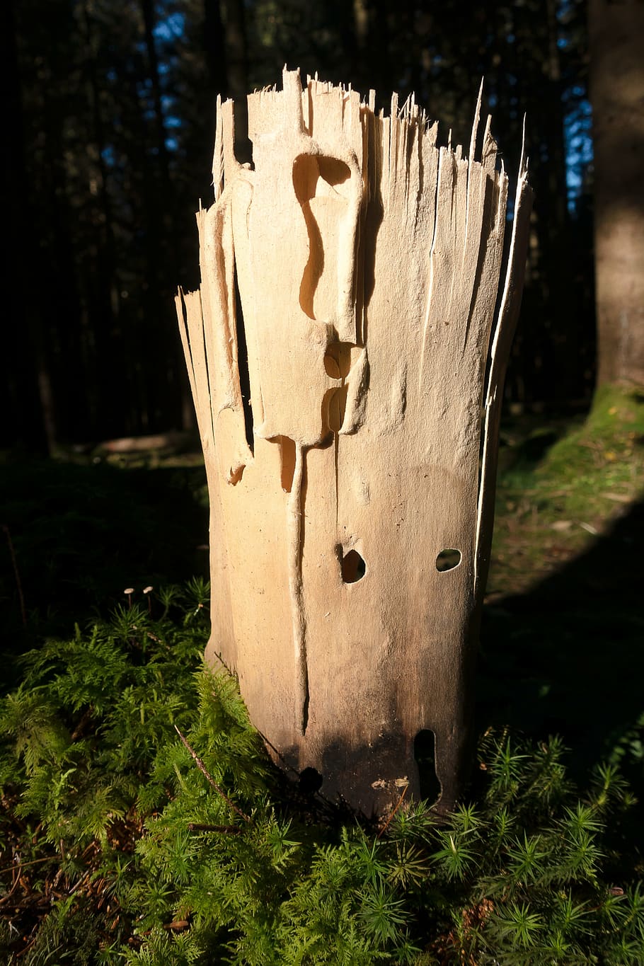 wood, sculpture, layer, forest, moss, insect damage, plant HD wallpaper