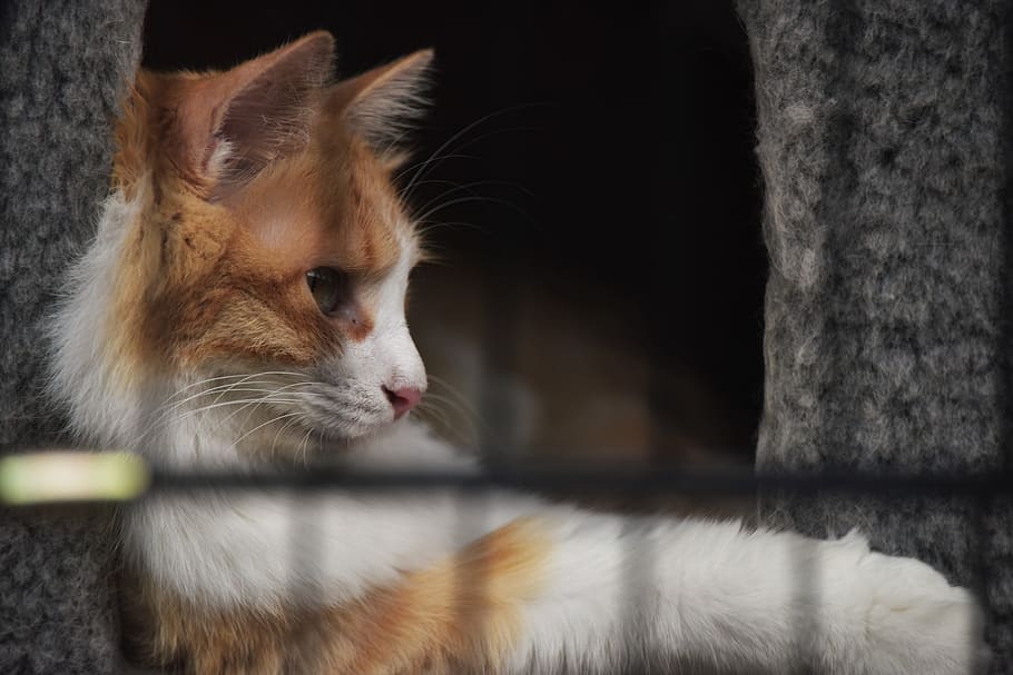 cat, pets, quiet, be quiet, background, mammal, one animal HD wallpaper