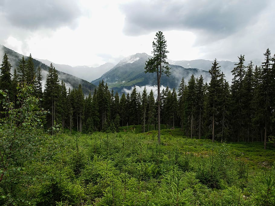 forest, tree, mountain, plant, beauty in nature, sky, cloud - sky HD wallpaper