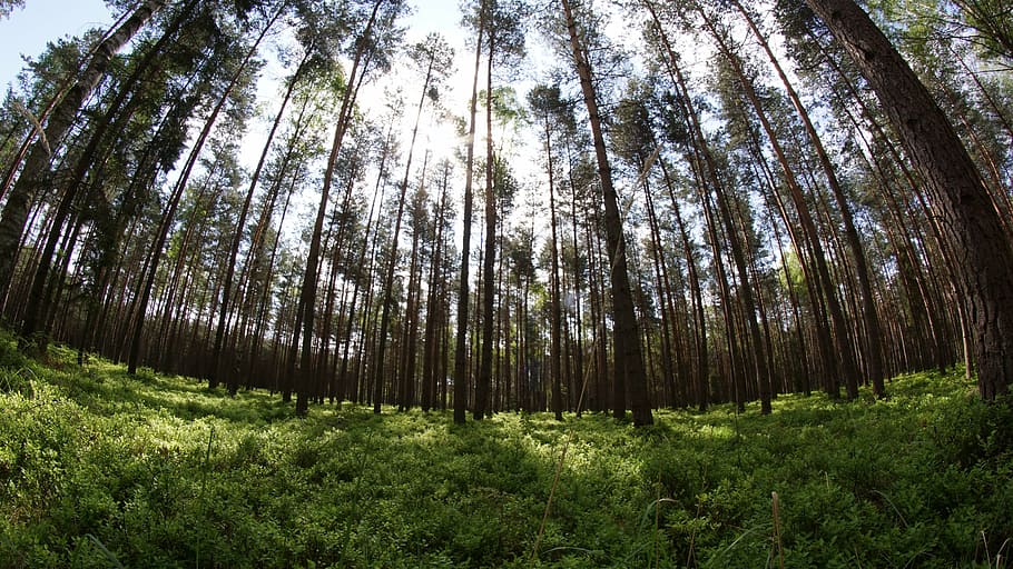 fisheye, nature, forest, plant, tree, tranquility, land, beauty in nature HD wallpaper