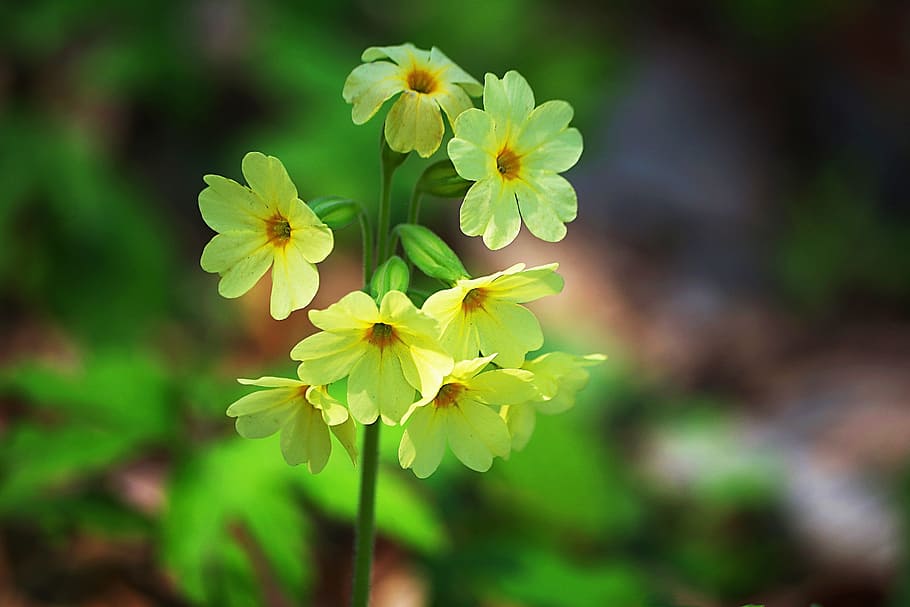 shallow focus photography of yellow primrose flower, primula HD wallpaper