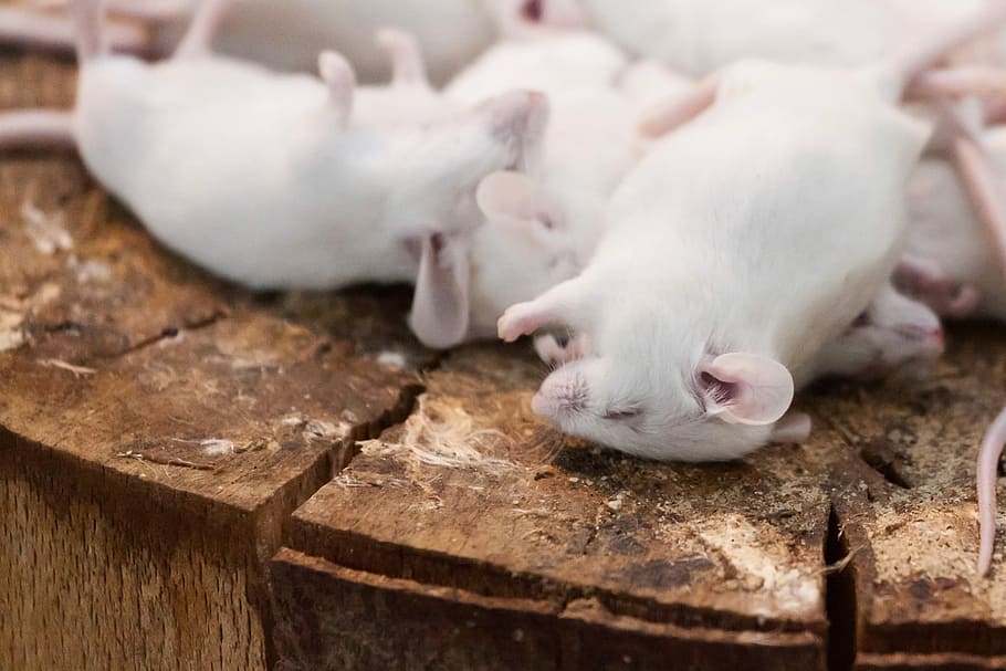 Dead, Mouse, Pest, Tail, Death, Die, close-up, rodent, animals HD wallpaper