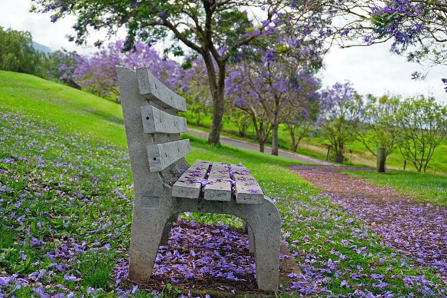 park bench, jacaranda, purple, green, plant, flower, flowering plant, HD wallpaper