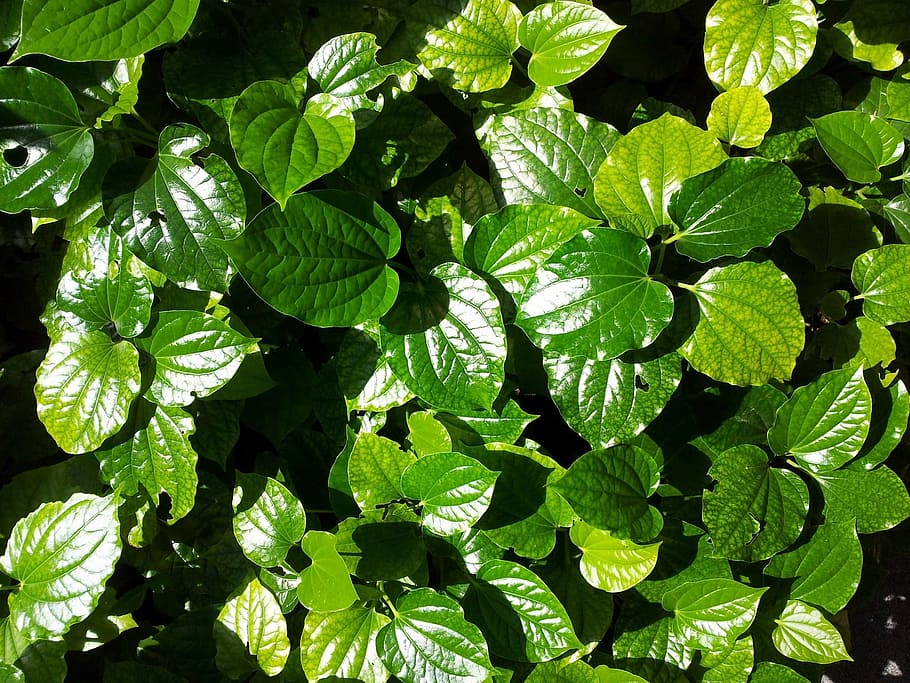Leaves, Green, Foliage, Leafy, Plant, plants, natural, nature HD wallpaper