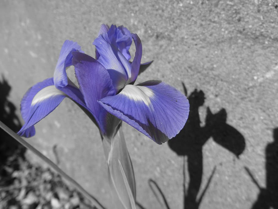 Iris, Flower, Violet, nature, petal, purple, flower head, fragility HD wallpaper