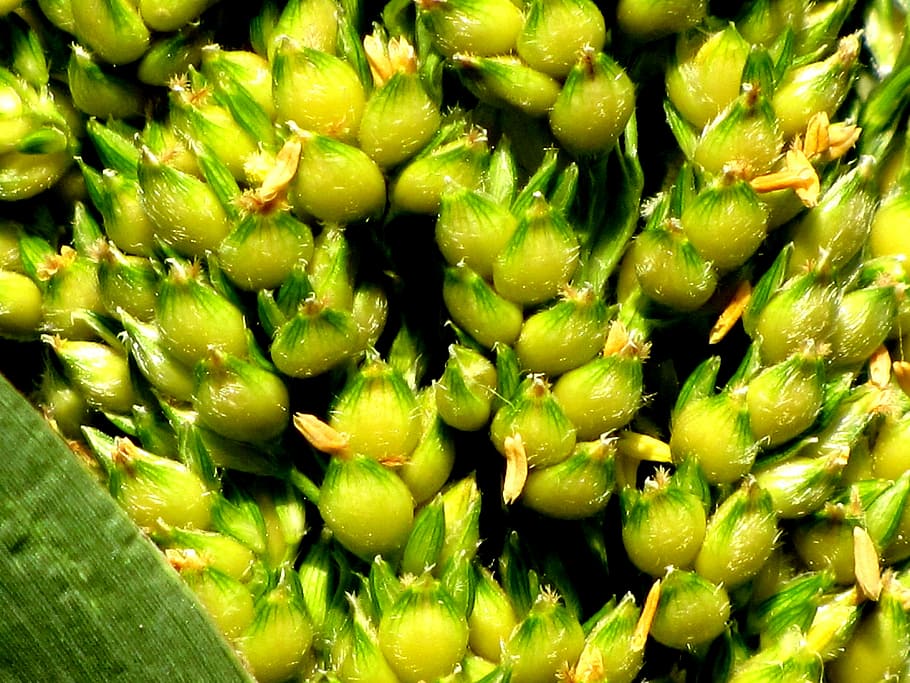 Corn, Plant, Cereals, Grains, Unripe, seeds, crop, field, food HD wallpaper