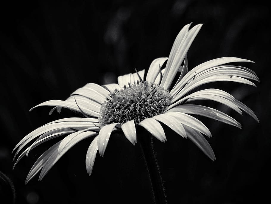 grayscale photo of daisy flower, beauty, yellow flower, black and white, HD wallpaper
