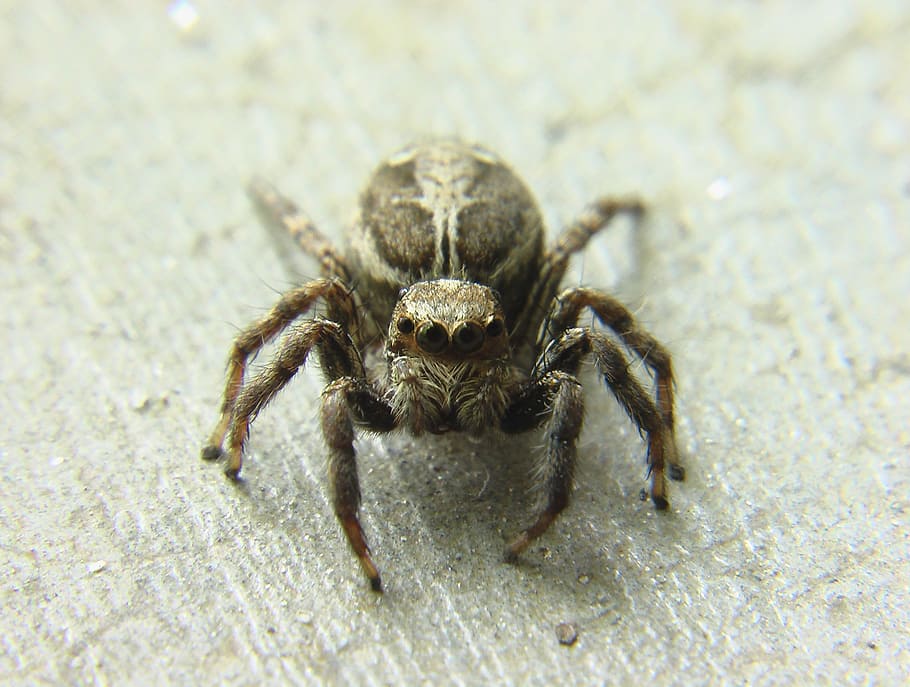 Jumping Spider, Insect, one animal, animal themes, animal wildlife HD wallpaper