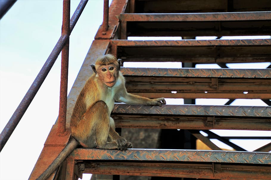 monkey, primates, travel, stairs, stage, at the court of, architecture HD wallpaper