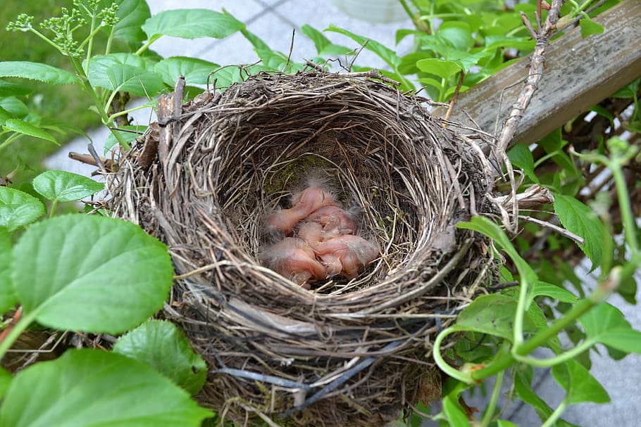 bird's nest, chicks, hatch, bird breeding, small bird, hatching, HD wallpaper