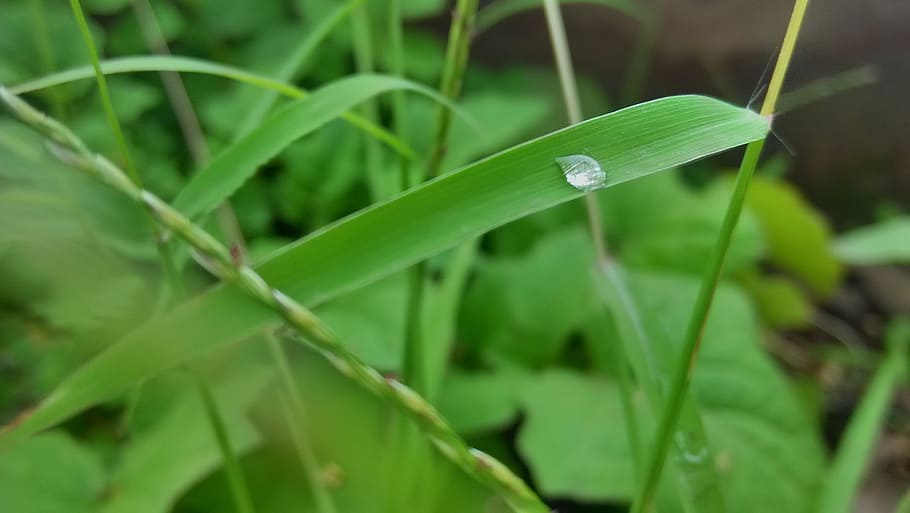 dew, fresh, grass, green color, plant part, leaf, growth, close-up HD wallpaper