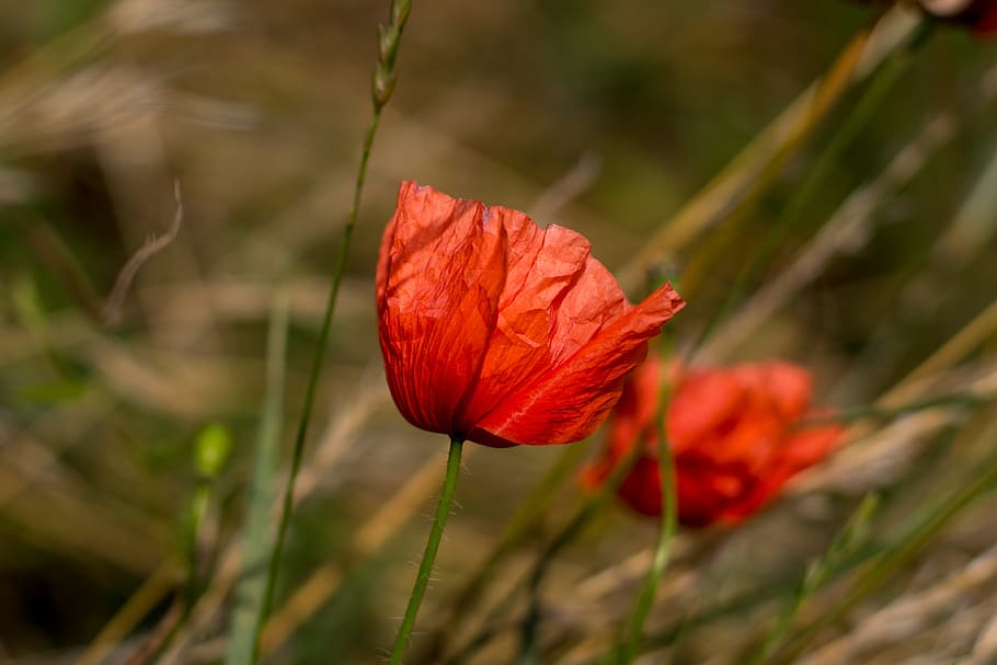 poppies, flowers, meadow, spring, garden, cornflowers, meadows HD wallpaper