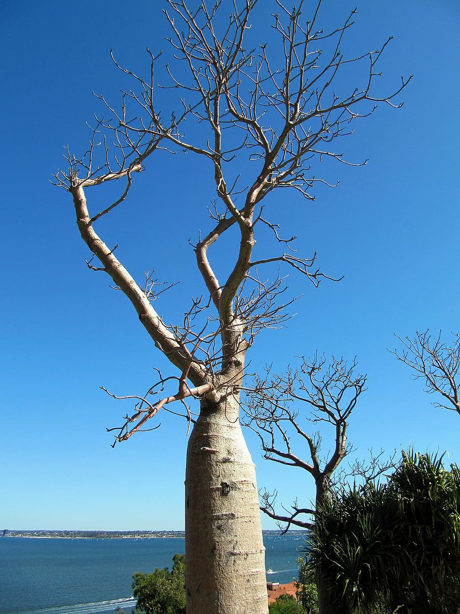 baobab, tree, perth, australia, botanic, garden, nature, sky HD wallpaper