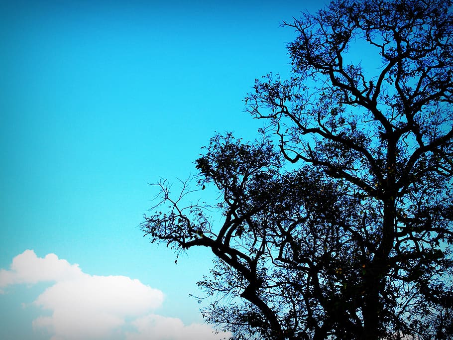 wood, nature, sky, clouds, background, branches, colors, environment HD wallpaper