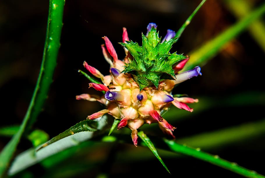 nature, flora, leaf, garden, flower, closeup, color, blooming HD wallpaper