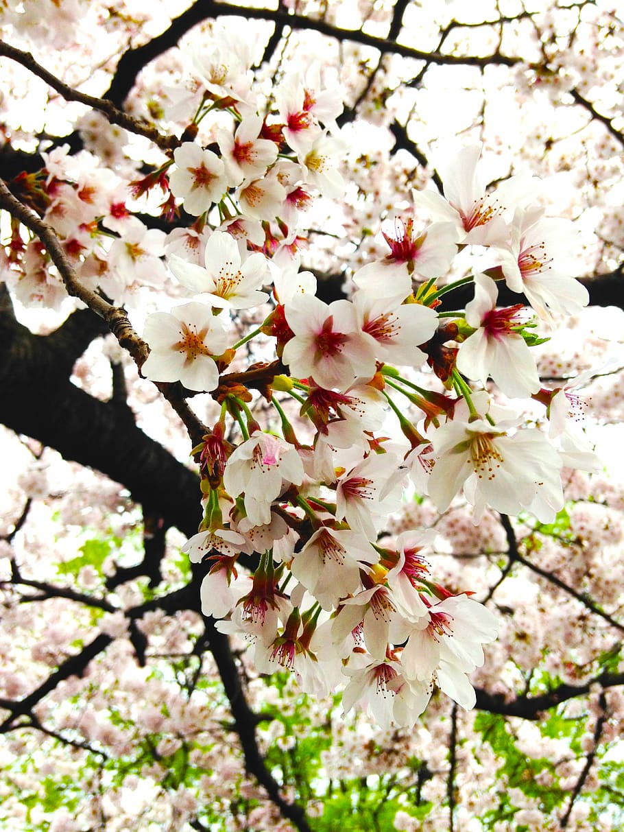 cherry, in full bloom, spring, flowering plant, fragility, vulnerability HD wallpaper