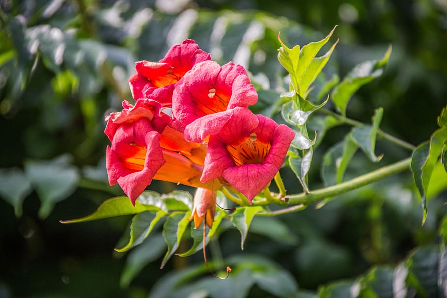 flowers, nature, plant, flowering plant, beauty in nature, fragility HD wallpaper
