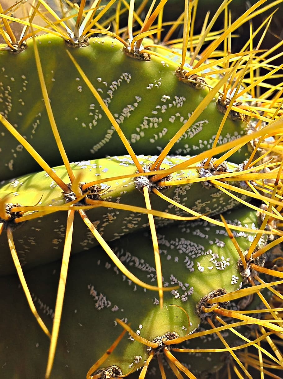 cactus, plant, green, close-up, nature, no people, day, water HD wallpaper