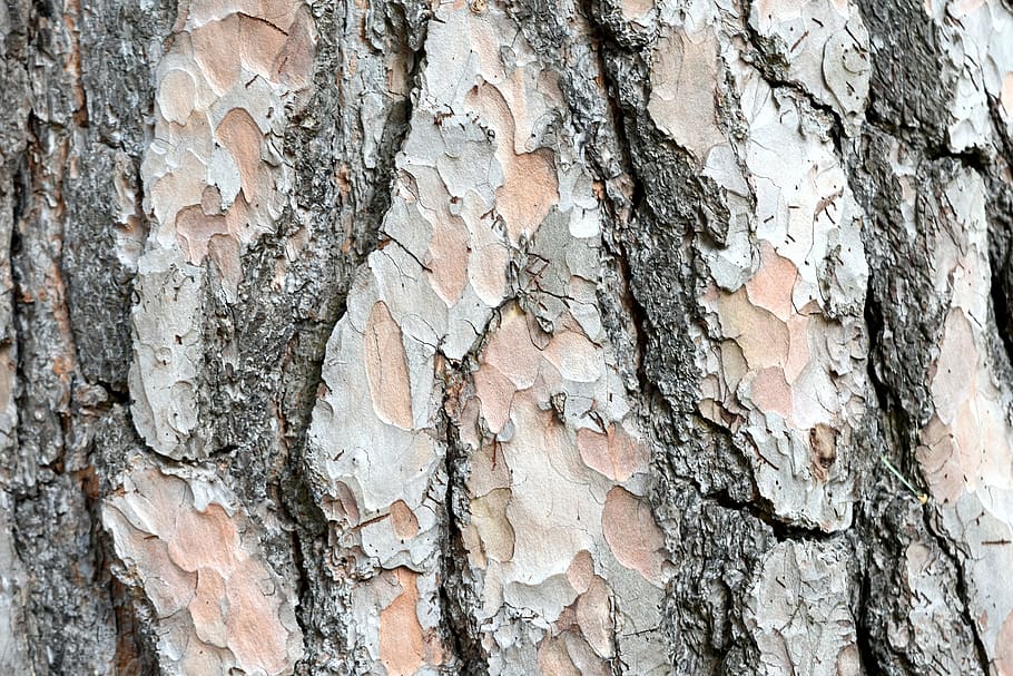 tree, trunk, variegated, bark, rough, hard, wood, tree trunk HD wallpaper