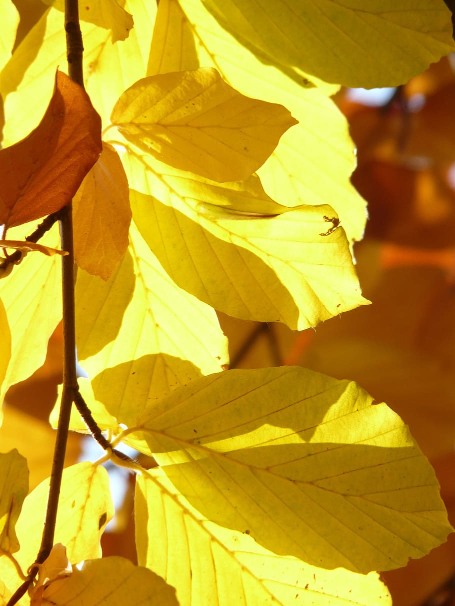 beech, fagus sylvatica, deciduous tree, golden autumn, golden october HD wallpaper