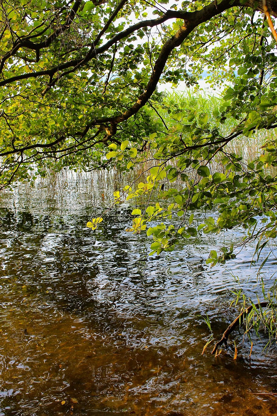 bank, lakeside, waters, tree, branch, leaves, plant, beauty in nature HD wallpaper