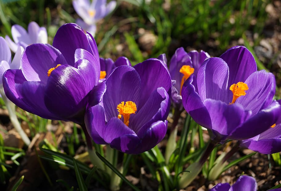 flora, spring, flowers, plant, crocus, blooms, closeup, nature HD wallpaper