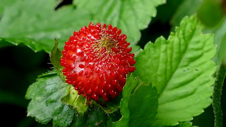 Berry, Wood Strawberry, wild strawberry, slip fruit, nature, HD wallpaper