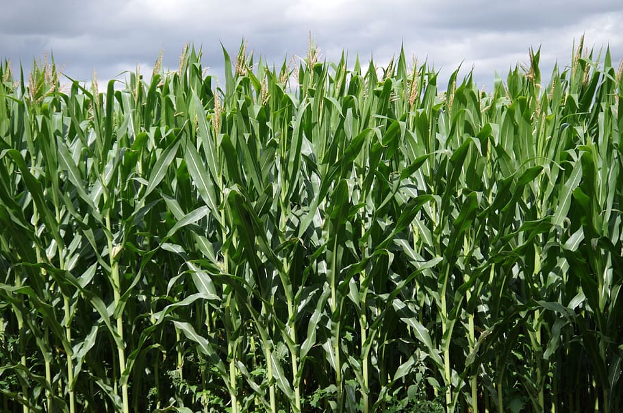 corn on the cob, field, high, crop, agriculture, plant, cereal plant