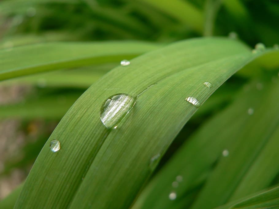 close up photo of water droplets on leaf, vegetal, rain, wet HD wallpaper
