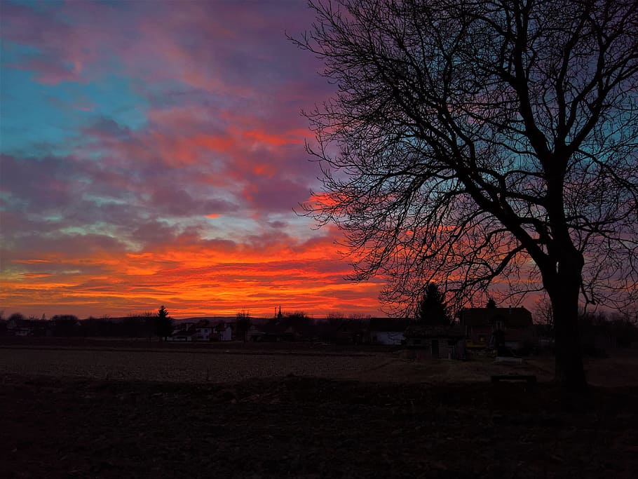 Nature, Sunset, Red, Blue, sky, before spring, tree, silhouette HD wallpaper