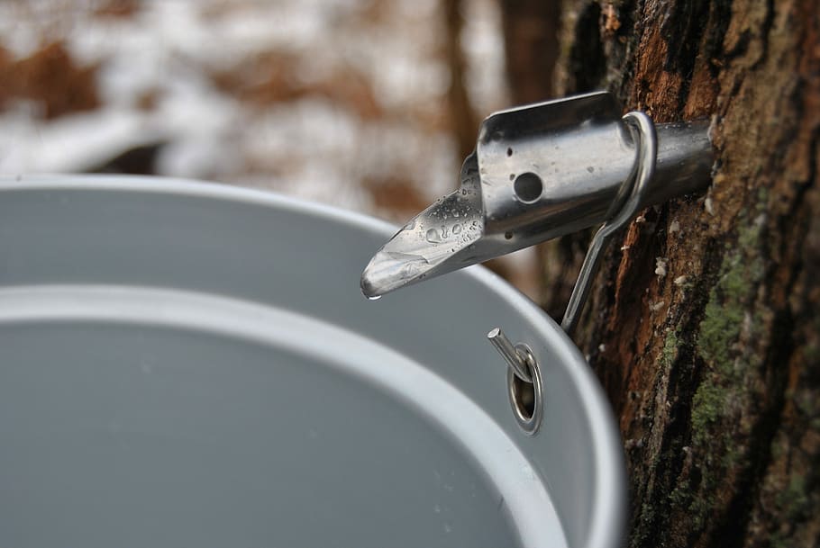 selective focus photography of gray spigot, Maple Syrup, Maple, Tree