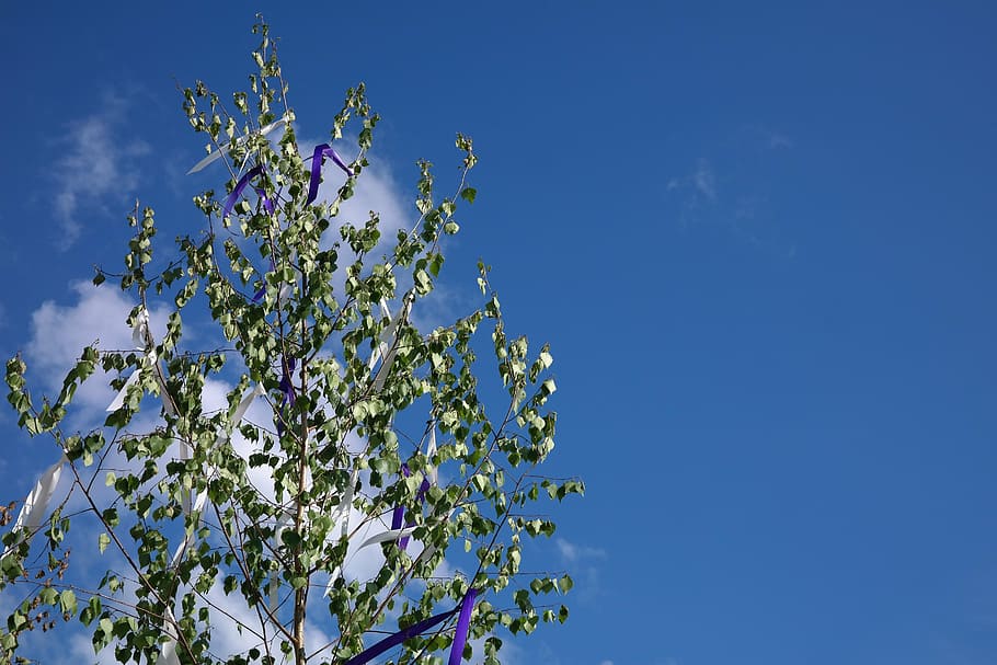 maypole, tree, bands, flutter, wind, birch, custom, customs HD wallpaper