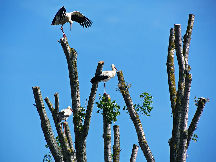 storks, tree, spring, bird, nature, meadow, white stork, animal wildlife HD wallpaper