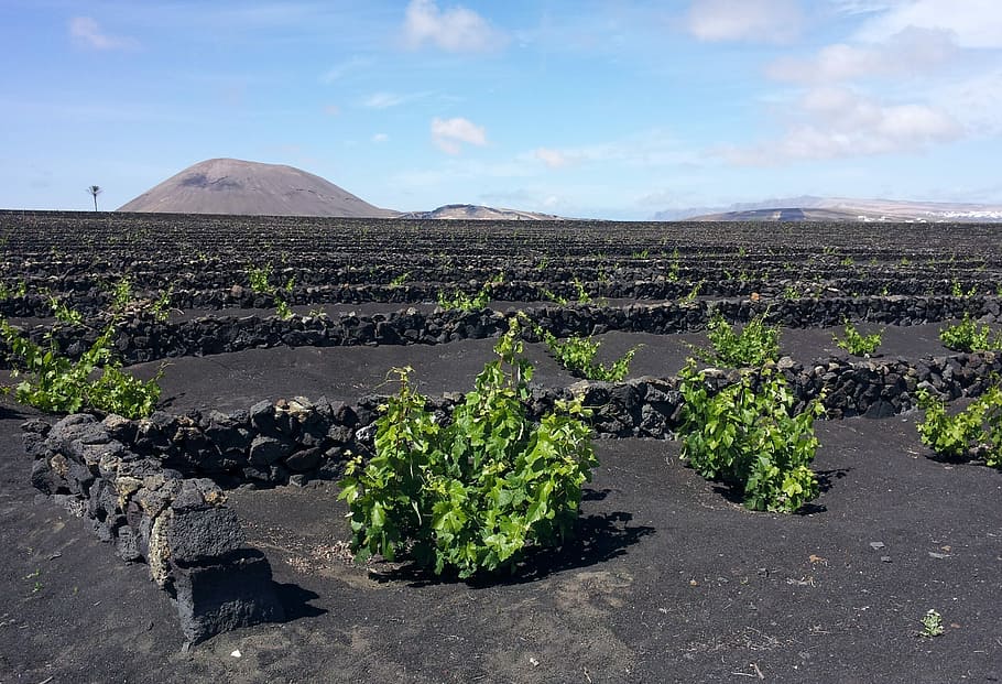 Lanzarote, Vineyard, Wall, Winegrowing, grapevine, rebstock HD wallpaper