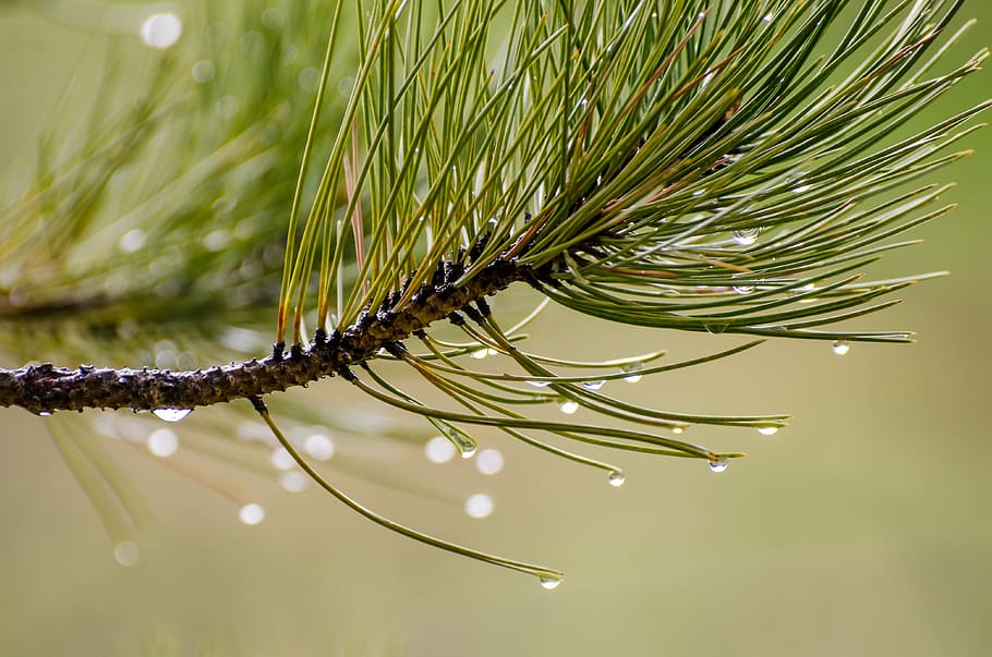 Pine, Needles, Water, Drops, Droplets, pine needles, water drops HD wallpaper