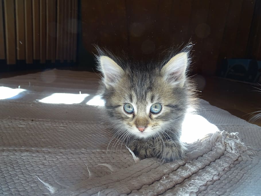HD wallpaper: brown tabby kitten lying on tablecloth, cat, blue eye, german  longhaired pointer | Wallpaper Flare